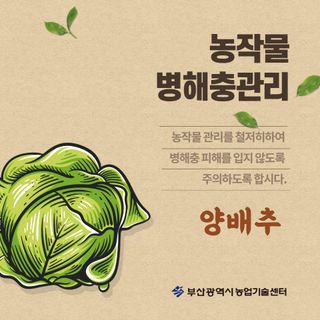 알 수 없음님의 양배추 · 농사길잡이 작성글 사진