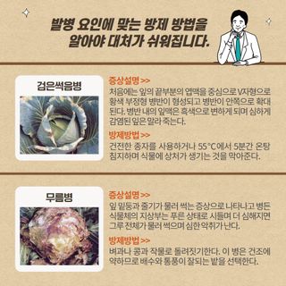알 수 없음님의 양배추 · 농사길잡이 작성글 사진