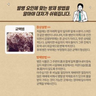 알 수 없음님의 양배추 · 농사길잡이 작성글 사진