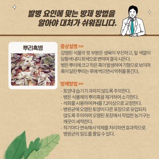 알 수 없음님의 양배추 · 농사길잡이 작성글 사진