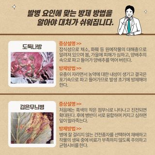 알 수 없음님의 양배추 · 농사길잡이 작성글 사진