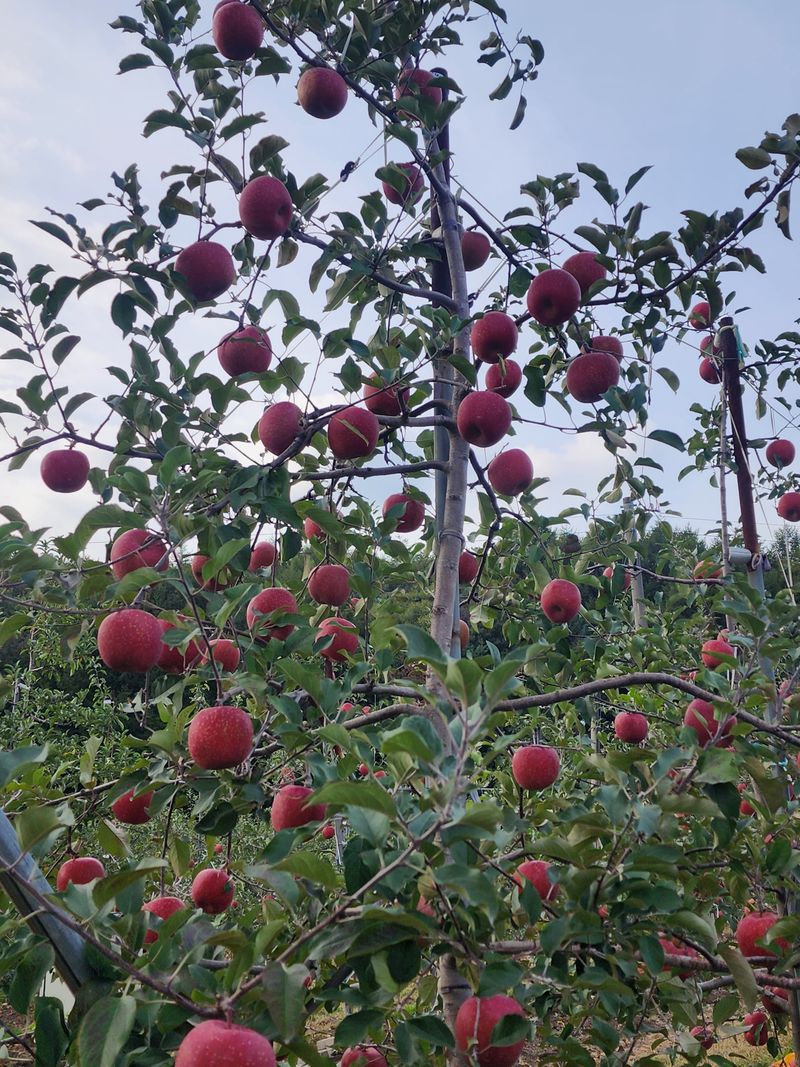 현등농원♡님의 장터 판매 상품 [장수사과사과즙 50포] 첨부 사진