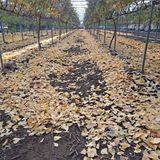 팜모닝 포도·자유게시판 게시글 이미지