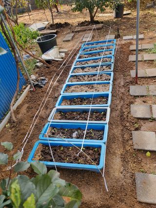 서정훈 님의 상추 · 자유게시판 작성글 사진