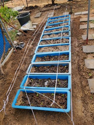 서정훈 님의 상추 · 자유게시판 작성글 사진