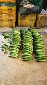 팜모닝 오이·자유게시판 게시글 이미지