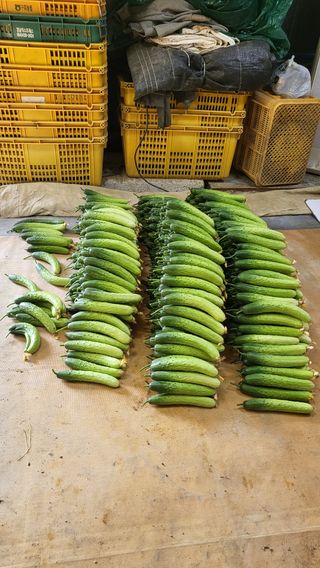 정입분님의 오이 · 자유게시판 작성글 사진