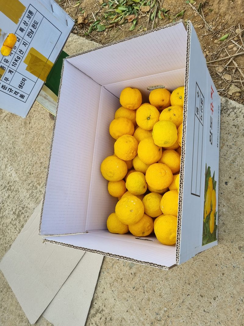 장터 상품 [유자 50,000원] 썸네일