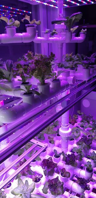 김기영님의 상추 · 자유게시판 작성글 사진