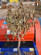 팜모닝 콩·자유게시판 게시글 이미지