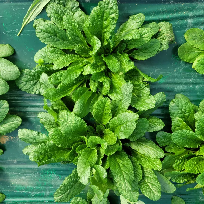 장터 상품 [곰보배추즙 110그람 50포 50000원] 썸네일