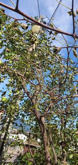 팜모닝 기타작물·병해충상담 게시글 이미지