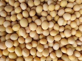 권철환님의 콩 · 자유게시판 작성글 사진