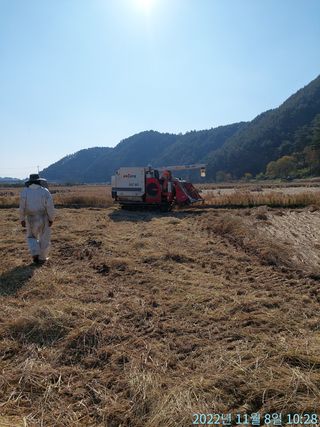 황대헌님의 벼 · 자유게시판 작성글 사진