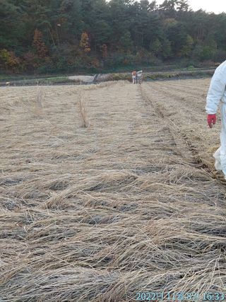 황대헌님의 벼 · 자유게시판 작성글 사진