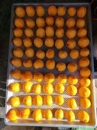 황대헌님의 감 · 자유게시판 작성글 사진