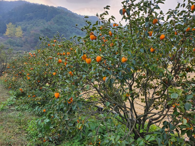 장터 상품 [판매 완료 되었습니다. 구매해주신 모든 분들께 진심으로] 썸네일