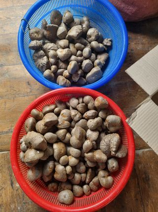 호미대장님의 기타작물 · 자유게시판 작성글 사진