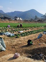 팜모닝 양파·자유게시판 게시글 이미지