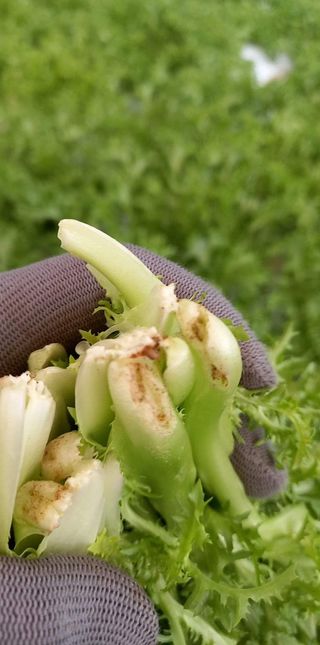 은하의아침님의 기타작물 · 병해충상담 작성글 사진