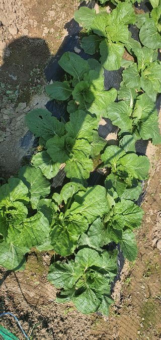 또순이떼지누리님의 기타작물 · 병해충상담 작성글 사진