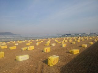 신준철님의 블루베리 · 자유게시판 작성글 사진