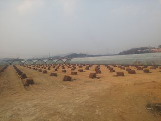 신준철님의 블루베리 · 자유게시판 작성글 사진