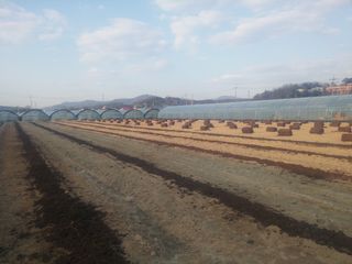 신준철님의 블루베리 · 자유게시판 작성글 사진