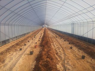 신준철님의 블루베리 · 자유게시판 작성글 사진