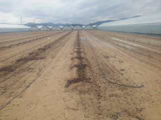 신준철님의 블루베리 · 자유게시판 작성글 사진