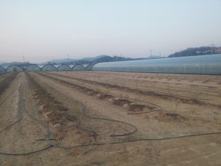 신준철님의 블루베리 · 자유게시판 작성글 사진