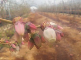 신준철님의 블루베리 · 자유게시판 작성글 사진