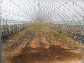 신준철님의 블루베리 · 자유게시판 작성글 사진