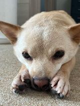 팜모닝 고추·일상 게시글 이미지