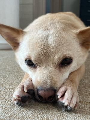 알 수 없음님의 고추 · 일상 작성글 사진