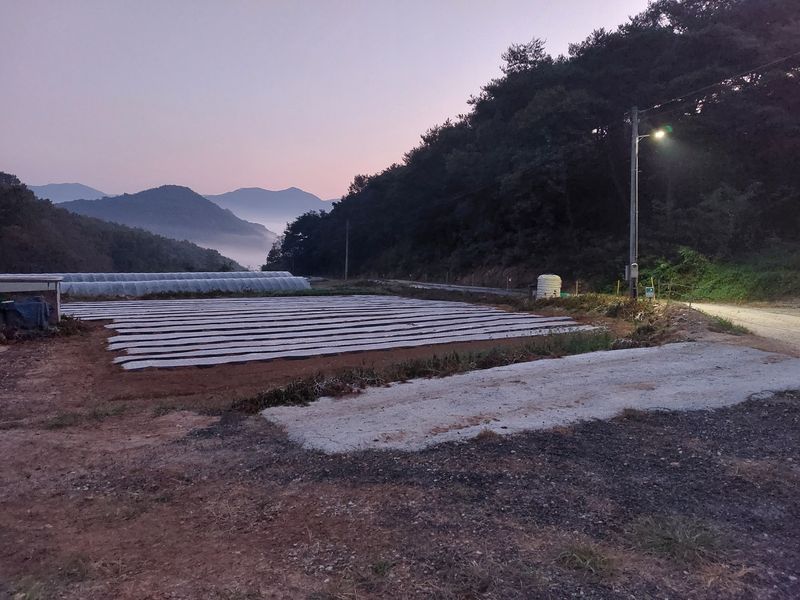 차재경님의 장터 판매 상품 [메주두부용 햇콩 15k] 첨부 사진