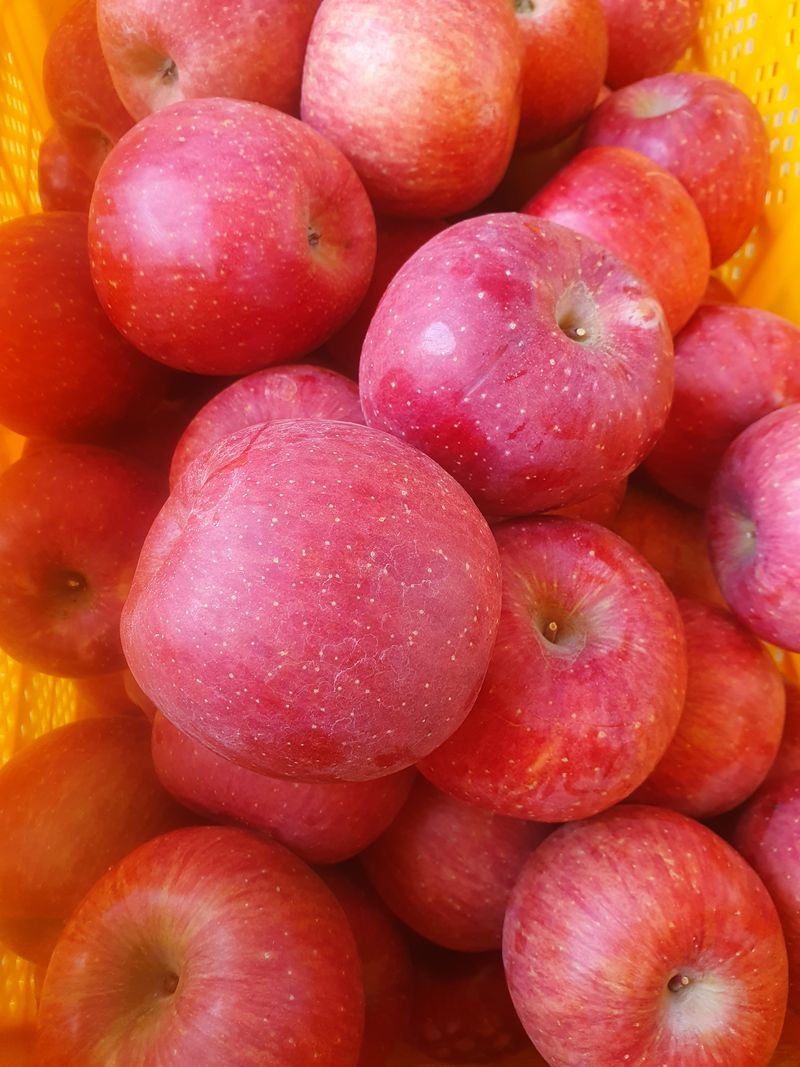 나실농원님의 장터 판매 상품 [경북문경 부사] 첨부 사진