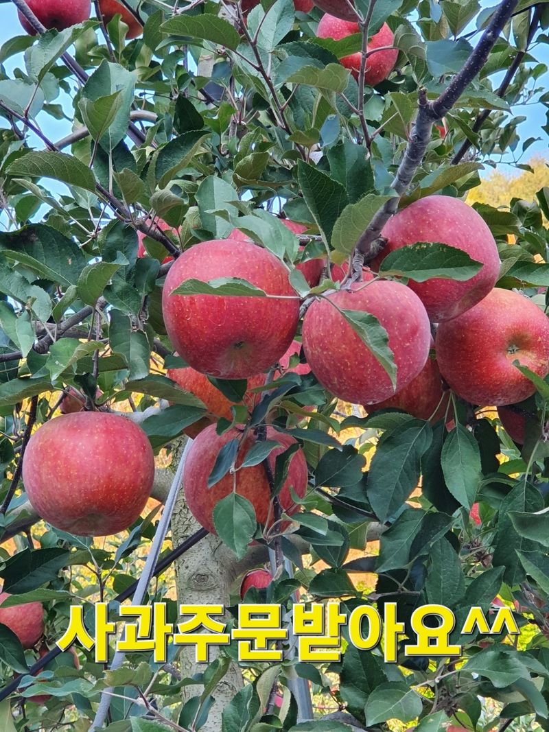 나실농원님의 장터 판매 상품 [경북문경 부사] 첨부 사진