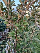 팜모닝 사과·병해충상담 게시글 이미지