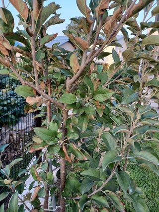 윤석기님의 사과 · 병해충상담 작성글 사진