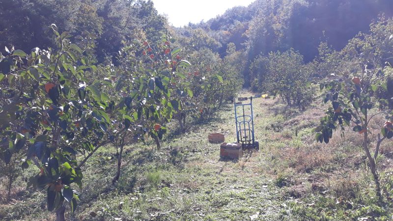 장터 상품 [대봉10k기준 마지막주 주문받습니다] 썸네일