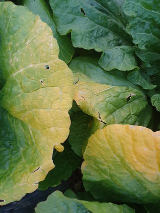 김영준님의 배추 · 병해충상담 작성글 사진