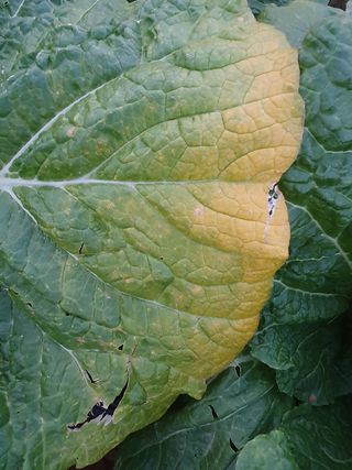 김영준님의 배추 · 병해충상담 작성글 사진
