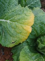 팜모닝 배추·병해충상담 게시글 이미지