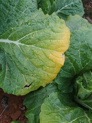 김영준님의 배추 · 병해충상담 작성글 사진