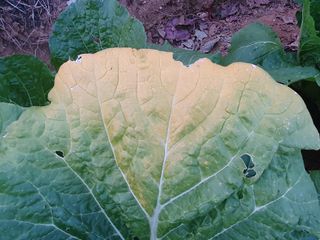 김영준님의 배추 · 병해충상담 작성글 사진