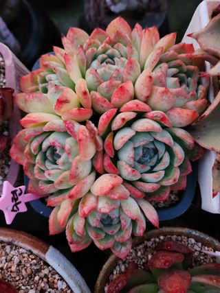 이연옥님의 기타작물 · 자유게시판 작성글 사진