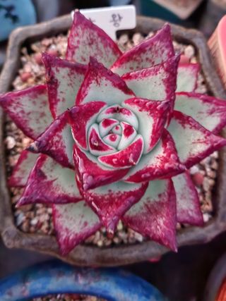 이연옥님의 기타작물 · 자유게시판 작성글 사진