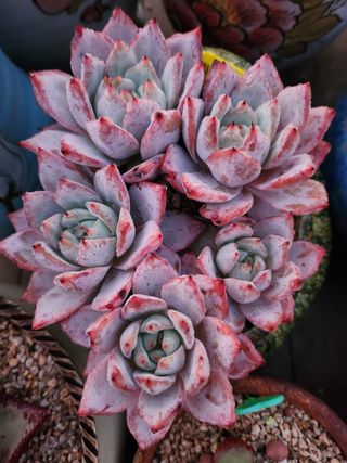 이연옥님의 기타작물 · 자유게시판 작성글 사진