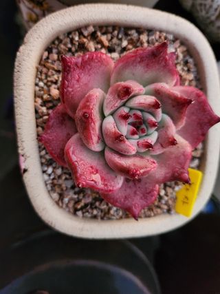 이연옥님의 기타작물 · 자유게시판 작성글 사진